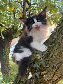 Gattino norvegese delle foreste