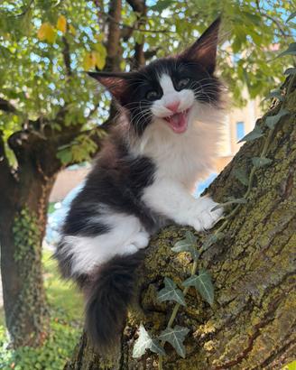 Gattino norvegese delle foreste