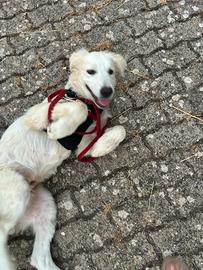 Cucciolo futura taglia grande 4 mesi