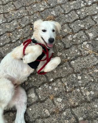 Cucciolo futura taglia grande 4 mesi