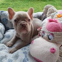 Cucciolo bulldog francese esotico