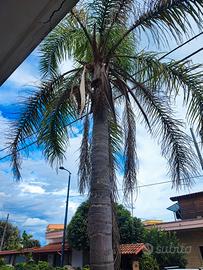 2 palme di 15 mt: Washingtonia e Phoenix 