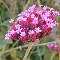 Verbena bonariensis, fiore, aiuola