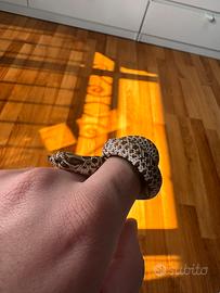 Nasicus - Morph Normal (Wild Type)