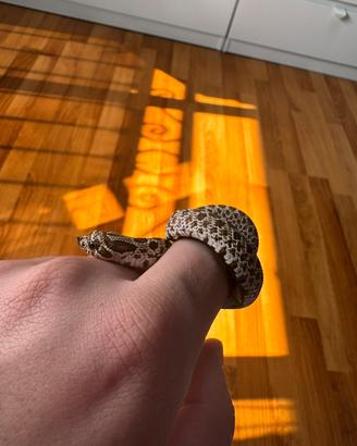 Nasicus - Morph Normal (Wild Type)