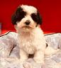 maltipoo-2-mesi-crazy-dog
