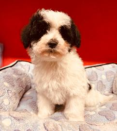 Maltipoo 2 mesi CRAZY DOG