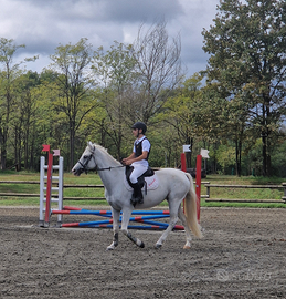 Pony, 7 anni, salto, 148h