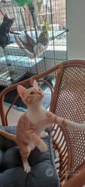 Pollyanna gattina 3 mesi