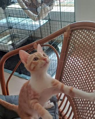 Pollyanna gattina 3 mesi