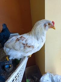 Galletto ARAUCANA colore SELVATICA ARGENTO