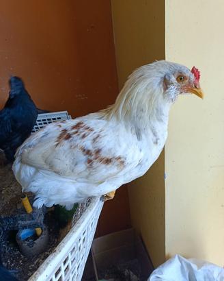 Galletto ARAUCANA colore SELVATICA ARGENTO