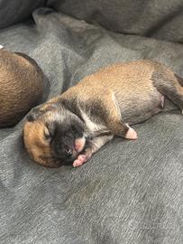 🐕 Cuccioli di Shiba Inu
