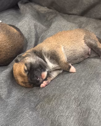 🐕 Cuccioli di Shiba Inu