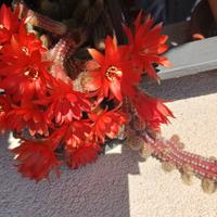 Set talee N 12 di cactus fiori rossi