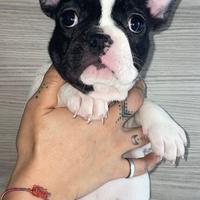 Bulldog francese