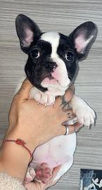 Bulldog francese