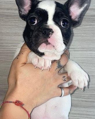 Bulldog francese