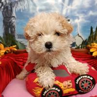 Disponibili Maltipoo Colore Più Chiaro