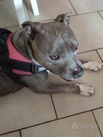 American Bully