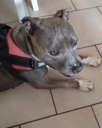 American Bully