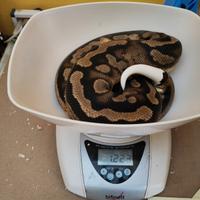 Pitone reale 0.1 Pied