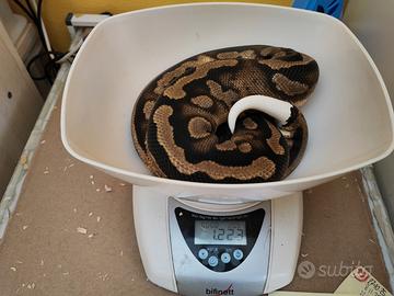 Pitone reale 0.1 Pied