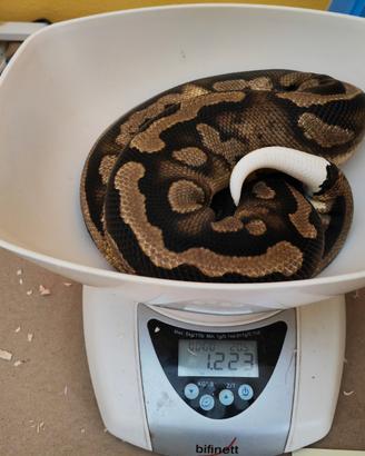 Pitone reale 0.1 Pied