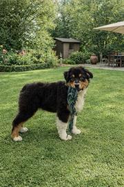 Cucciola pastore australiano