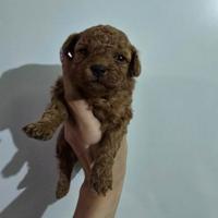 Barboncino mini toy femmina