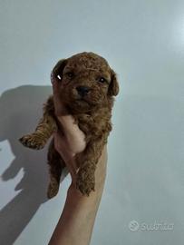 Barboncino mini toy femmina