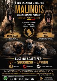 Cuccioli di pastore belga malinois