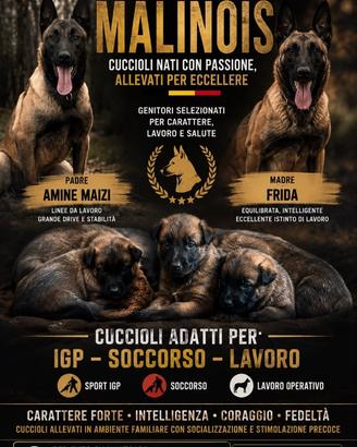Cuccioli di pastore belga malinois