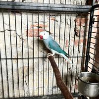 Parrocchetto dal collare Blu e Viola