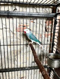 Parrocchetto dal collare Blu e Viola