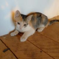 Dolcissima Calico
