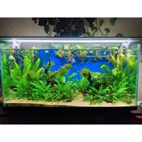 acquario con pesci e gamberetti e  accessori 
