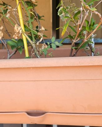 Serie Balconette - vasi per le piante da Balcone 