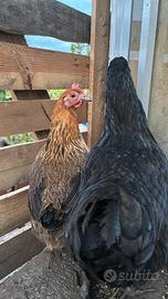 Galline nane