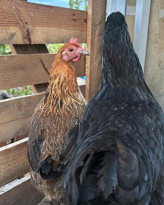 Galline nane