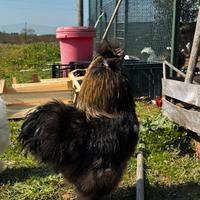 Moroseta, galline ornamentali