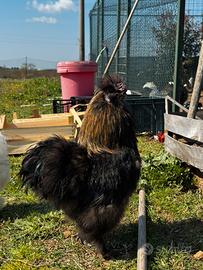 Moroseta, galline ornamentali