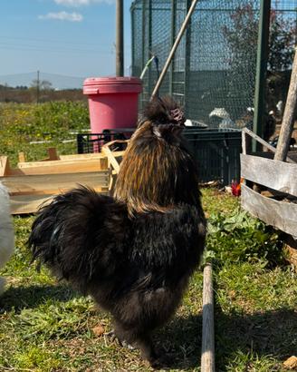Moroseta, galline ornamentali