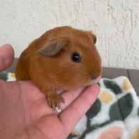 Cavie (porcellini d'india)