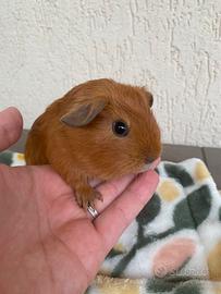 Cavie (porcellini d'india)