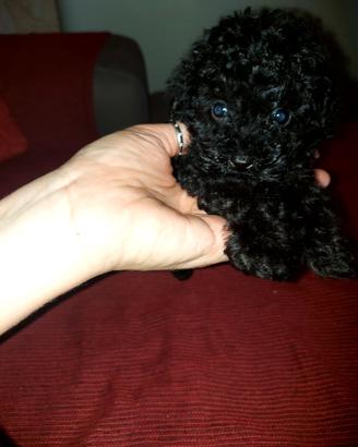Cucciolo di barboncino