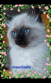 Ragdoll gattino cucciolo