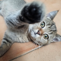 Cuccioli british shorthair stazza grossa pedigree