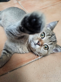 Cuccioli british shorthair stazza grossa pedigree