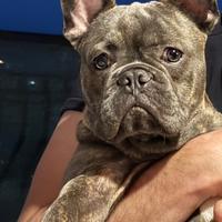 Bulldog francese per monta